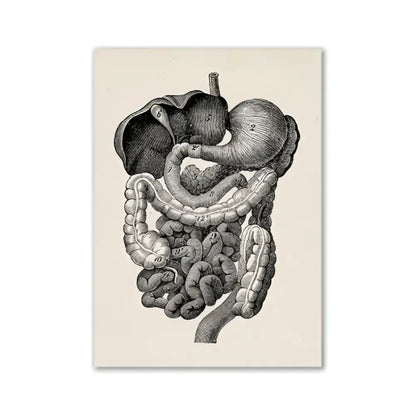 Decorbites™ vintage human anatomy canvas art print featuring detailed black and white engraving of human digestive system