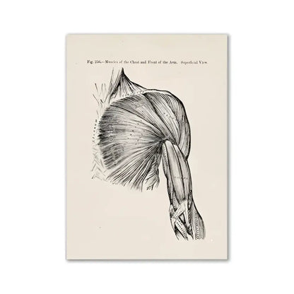 Decorbites™ vintage human anatomy canvas art print featuring detailed black and white muscles of chest and arm illustration