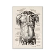 Anatomical illustration print of human torso with labeled muscles and organs in black ink on aged paper vintage human anatomy canvas art