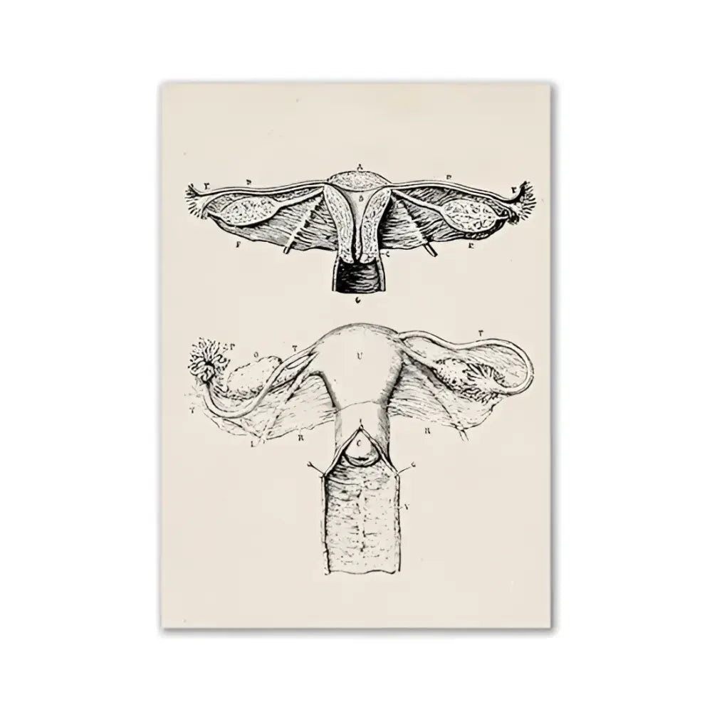 Anatomical illustration print of the female reproductive system in black ink on cream vintage human anatomy canvas art