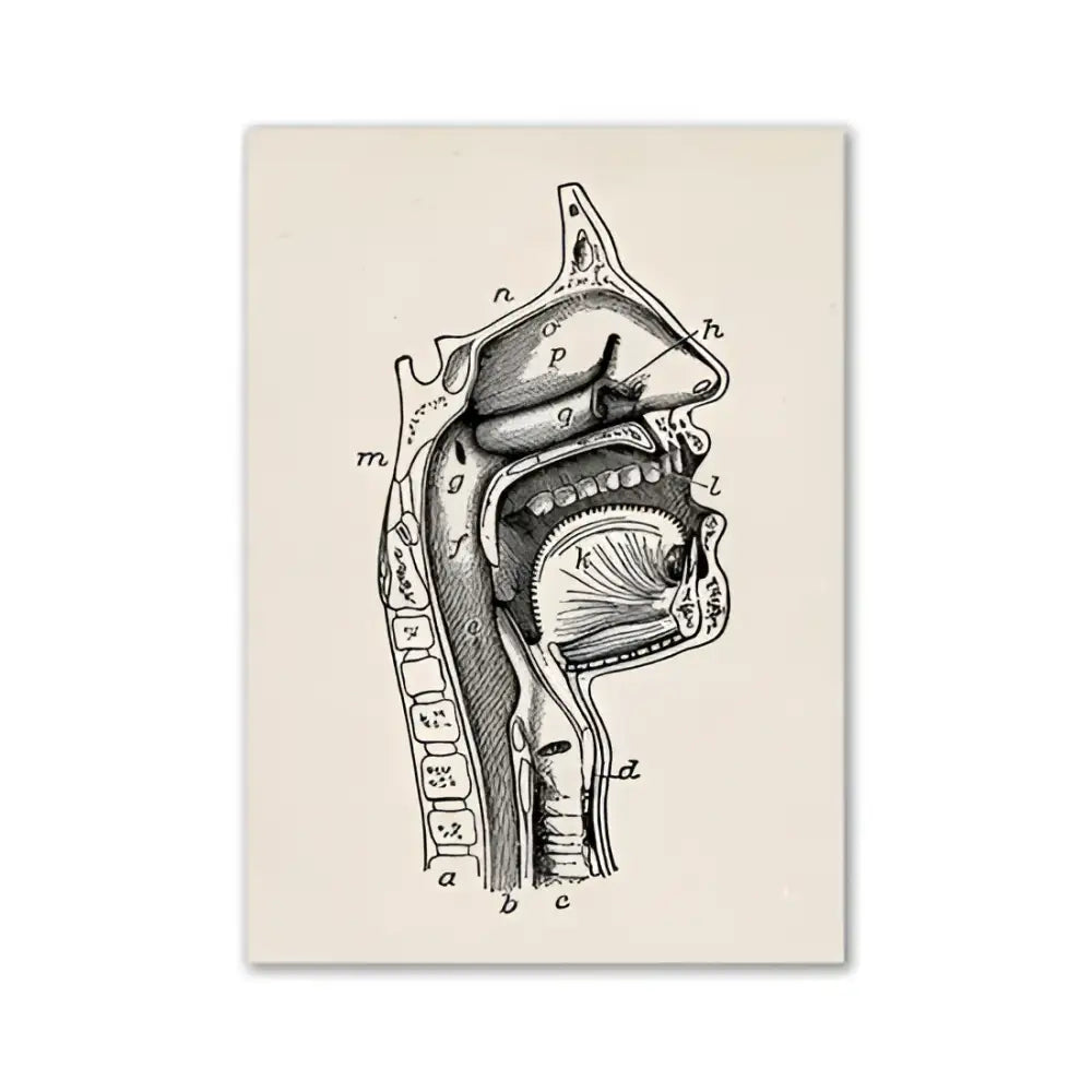 Decorbites™ vintage human anatomy canvas art print featuring a detailed black ink cross-section of the human head and neck