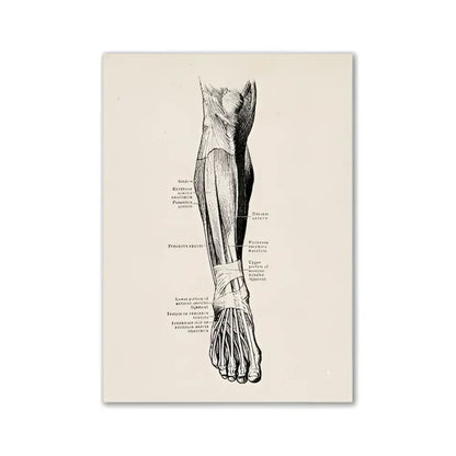 Anatomical illustration print of a human lower leg and foot in detailed black ink on textured off-white paper vintage human anatomy canvas art print