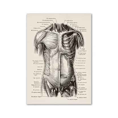 Decorbites™ vintage human anatomy canvas art print featuring black ink anatomical illustration of human torso on aged paper