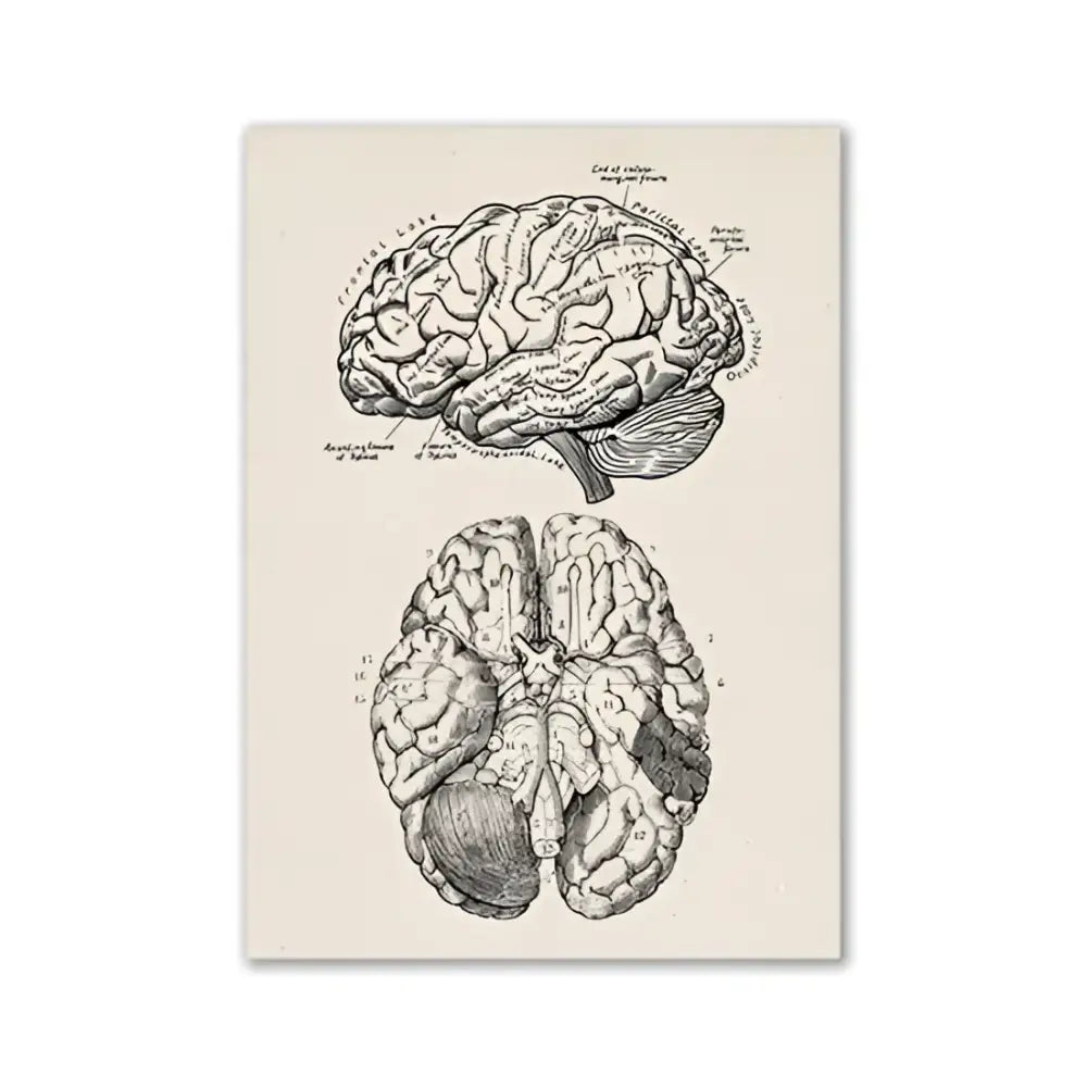 DecorBites™ vintage human anatomy canvas art print featuring detailed black ink brain illustration on cream background