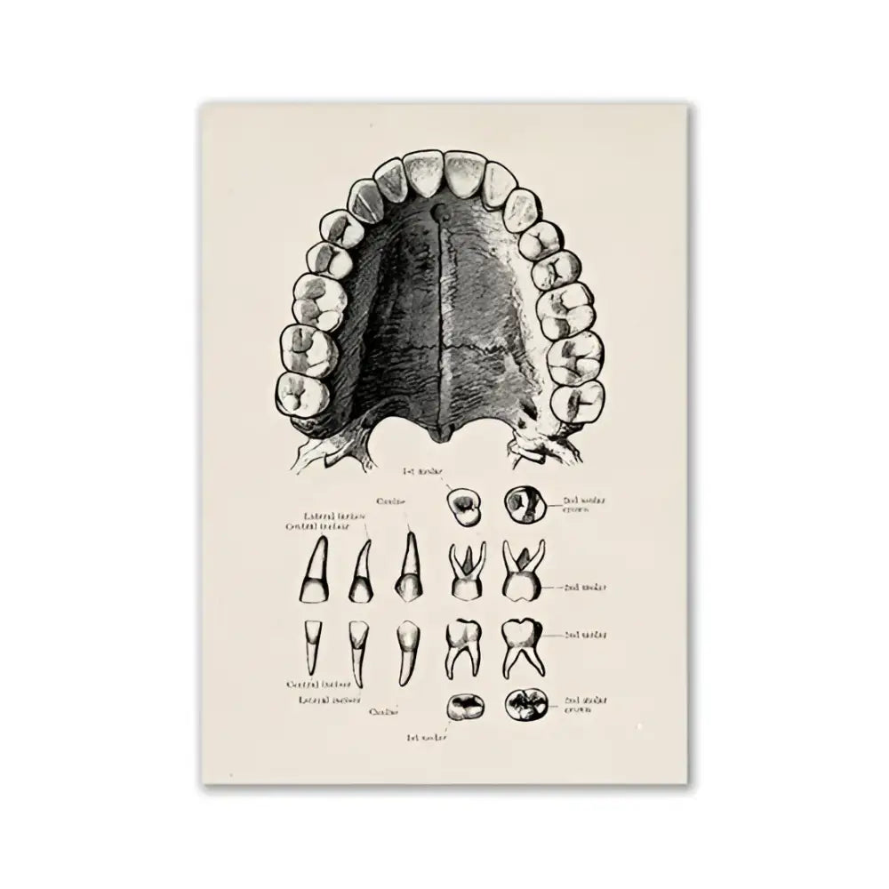 Anatomical dental diagram print on aged off-white paper vintage human anatomy canvas art by decorbites