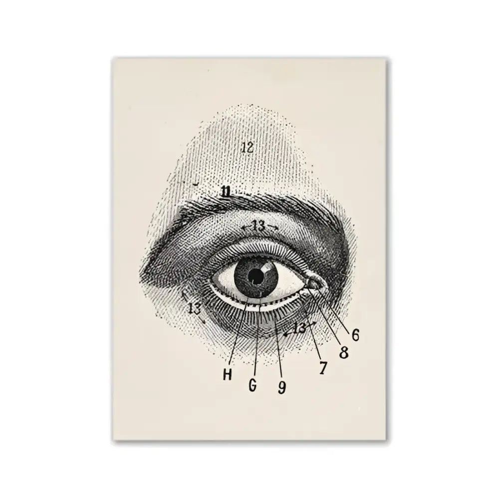 Decorbites™ vintage human anatomy canvas art print featuring a cream-colored anatomical eye diagram with numbered labels