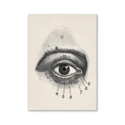 Decorbites™ vintage human anatomy canvas art print featuring a cream-colored anatomical eye diagram with numbered labels