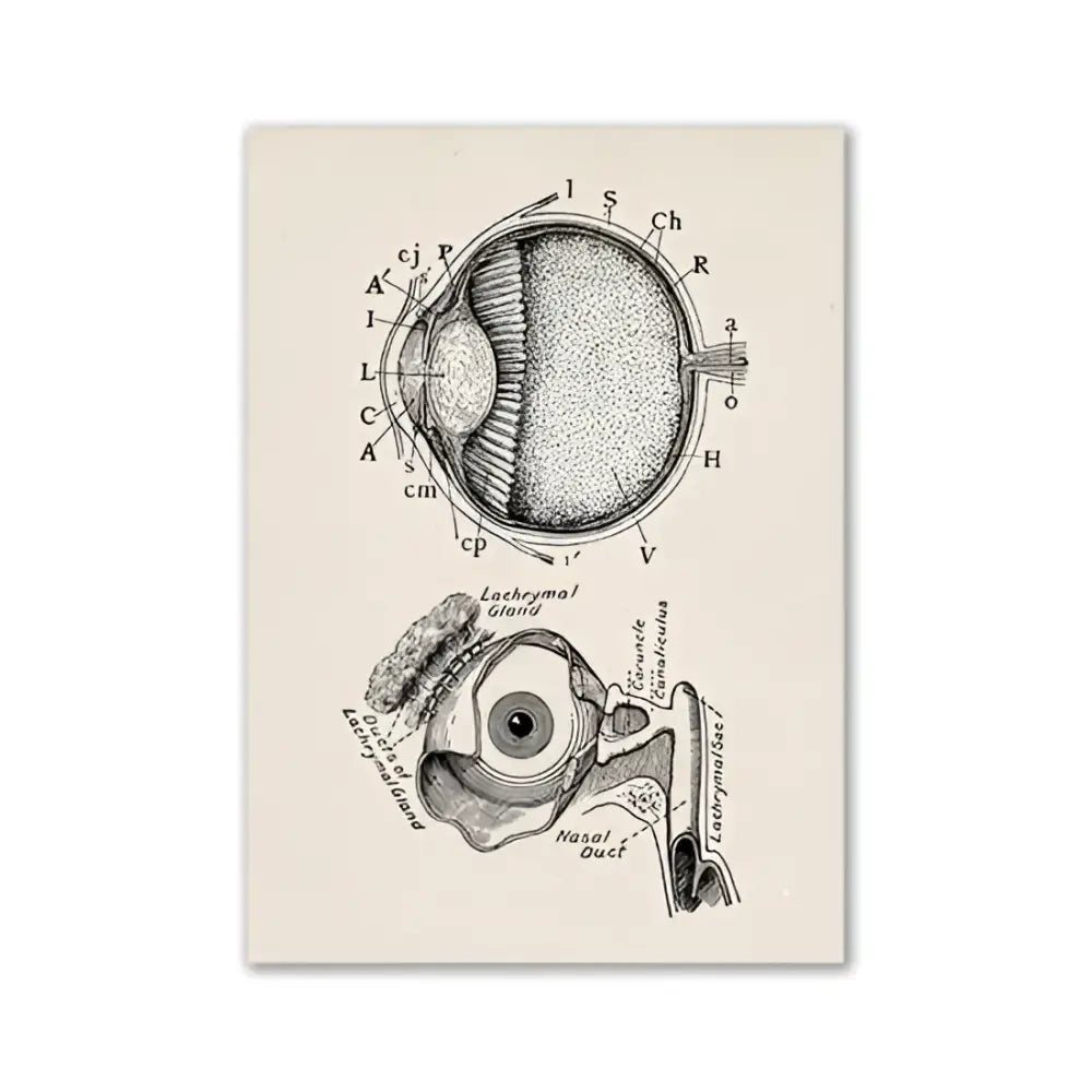 Decorbites™ vintage human anatomy canvas art print featuring detailed black ink anatomical eye diagram on aged cream paper