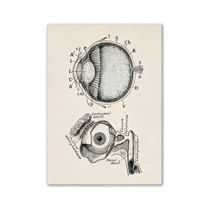 Decorbites™ vintage human anatomy canvas art print featuring detailed black ink anatomical eye diagram on aged cream paper