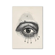 Anatomical eye diagram print with numbered labels on cream background vintage human anatomy canvas art print
