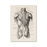 Decorbites™ vintage human anatomy canvas art print featuring detailed black ink back muscle diagram on aged off-white paper