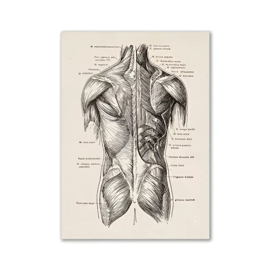 Decorbites™ vintage human anatomy canvas art print featuring detailed black ink back muscle diagram on aged off-white paper
