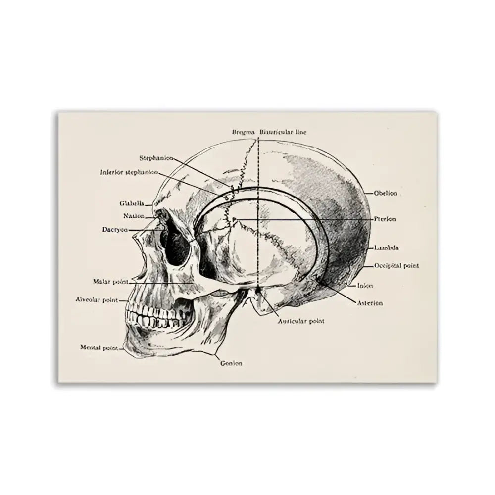 Decorbites™ vintage human anatomy canvas art print featuring an anatomical skull diagram with labeled bone landmarks on beige
