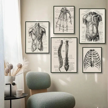 Set of five framed vintage human anatomy canvas art prints featuring detailed black and white skeletal and muscular illustrations