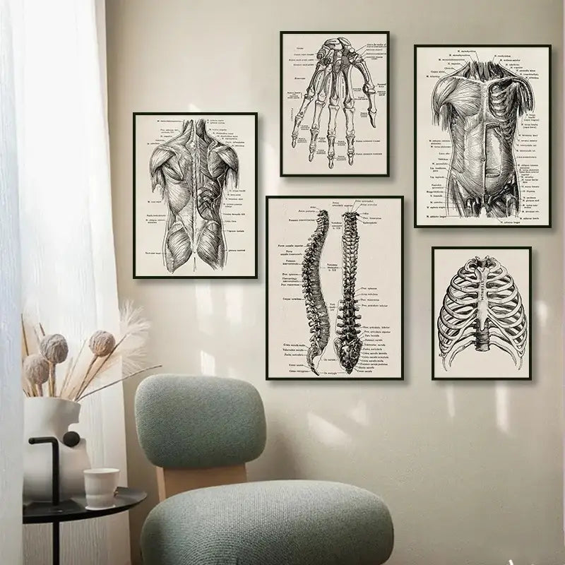 Set of five framed vintage human anatomy posters featuring detailed black and white illustrations of musculature and skeletons