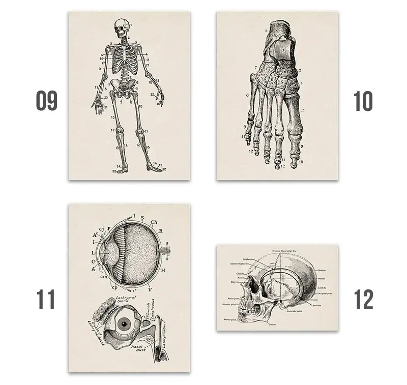 Set of four decorbites™ vintage human anatomy canvas art prints featuring detailed black and white illustrations on off-white paper
