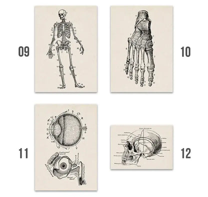 Set of four decorbites™ vintage human anatomy canvas art prints featuring detailed black and white illustrations on off-white paper