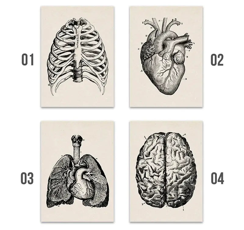 Set of four decorbites™ vintage human anatomy canvas art prints featuring detailed black and white illustrations on cream paper