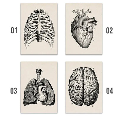 Set of four decorbites™ vintage human anatomy canvas art prints featuring detailed black and white illustrations on cream paper
