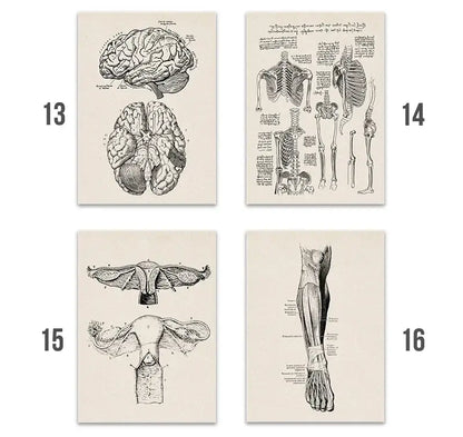 Set of four decorbites™ vintage human anatomy canvas art prints with detailed black and white illustrations on off-white paper
