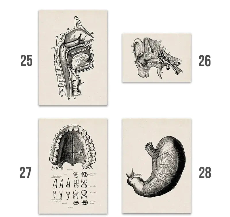 Set of four decorbites™ vintage human anatomy canvas art prints featuring black and white detailed mouth ear teeth and stomach illustrations