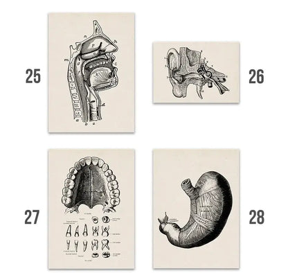 Set of four decorbites™ vintage human anatomy canvas art prints featuring black and white detailed mouth ear teeth and stomach illustrations