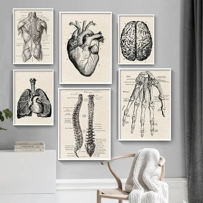 Set of six framed vintage human anatomy black-and-white canvas art prints by DecorBites™ featuring detailed body diagrams