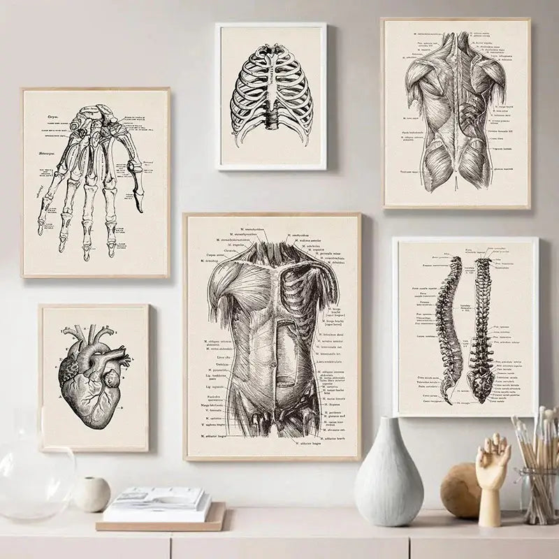 Set of six framed cream-colored vintage human anatomy prints by DecorBites featuring detailed black-and-white illustrations
