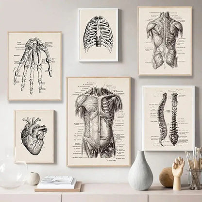Set of six framed cream-colored vintage human anatomy prints by DecorBites featuring detailed black-and-white illustrations