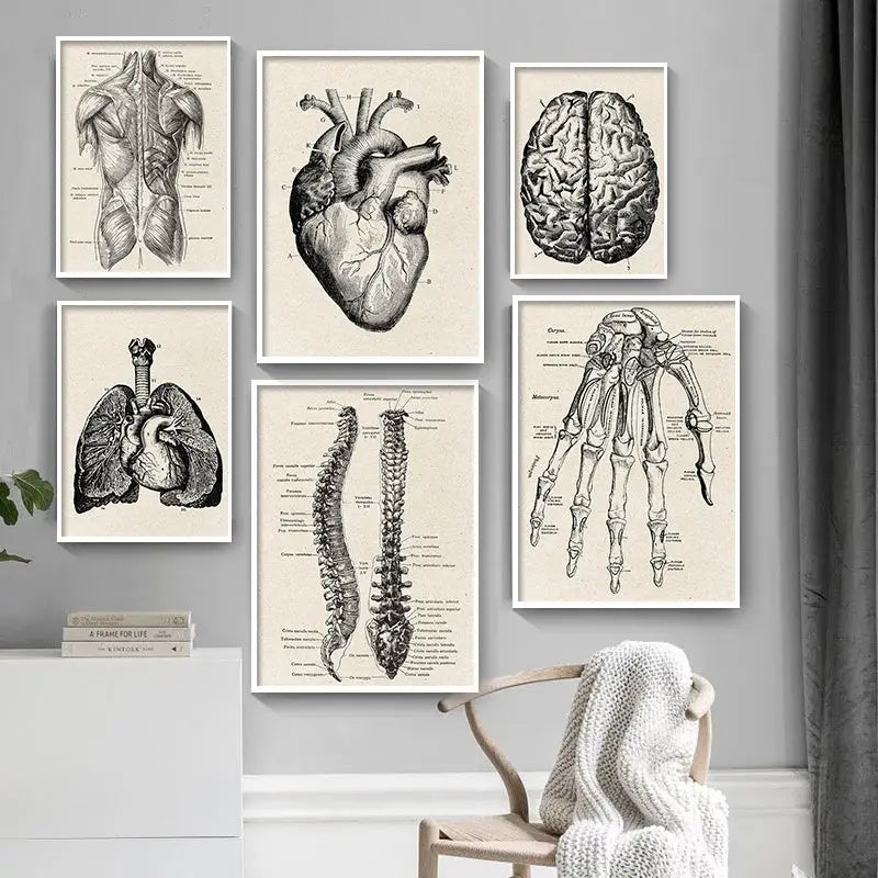 Set of six framed vintage human anatomy canvas art prints featuring detailed black and white anatomical diagrams