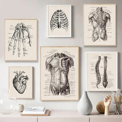 Set of six framed decorbites™ vintage human anatomy canvas art prints in beige and black ink on vintage-style paper