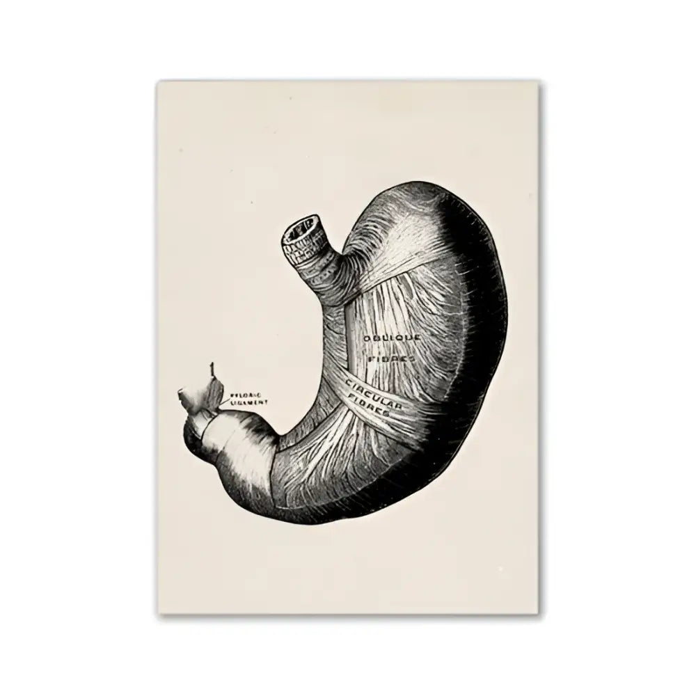 DecorBites vintage human anatomy canvas print featuring black ink anatomical illustration of human stomach on off-white paper