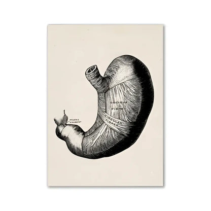 DecorBites vintage human anatomy canvas print featuring black ink anatomical illustration of human stomach on off-white paper