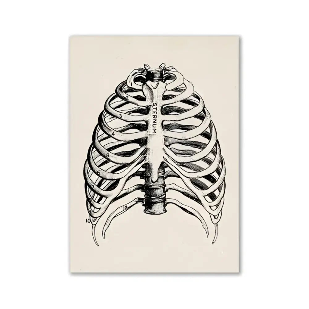 DecorBites™ vintage human anatomy canvas print featuring black ink ribcage illustration on off-white paper