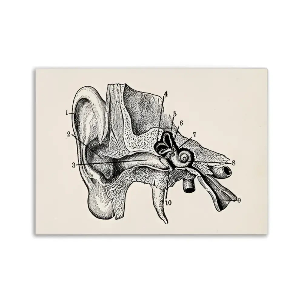DecorBites™ vintage human anatomy canvas print featuring a black ink anatomical illustration of the human ear on beige