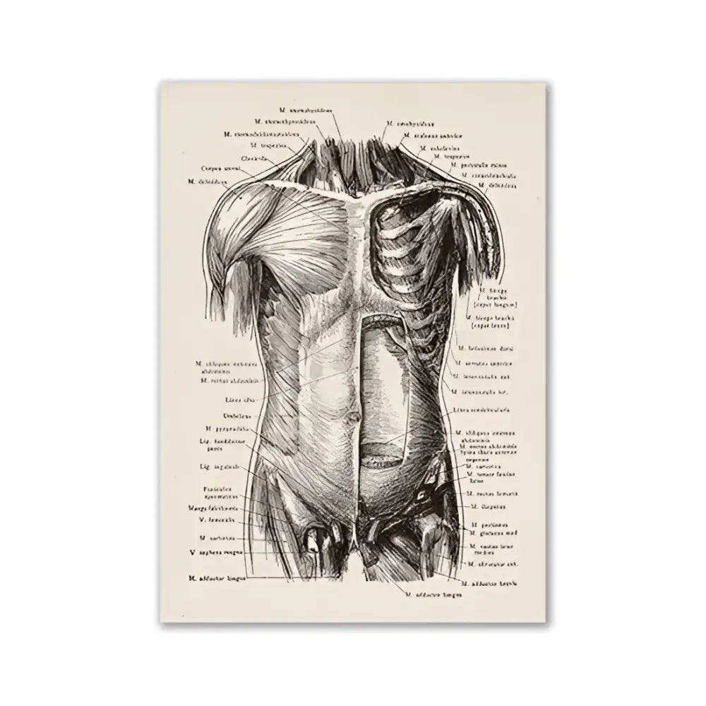 Decorbites™ vintage human anatomy canvas print of black ink anatomical illustration on aged off-white paper showing torso muscles and organs