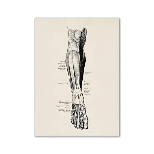 Anatomical illustration of human lower leg and foot in black ink on textured paper vintage human anatomy canvas print