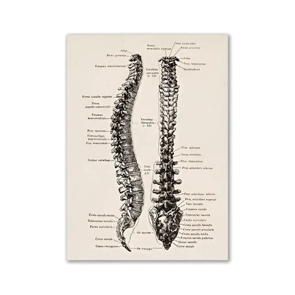 Anatomical illustration print of the human spine with detailed black ink labeling on a vintage human anatomy canvas print
