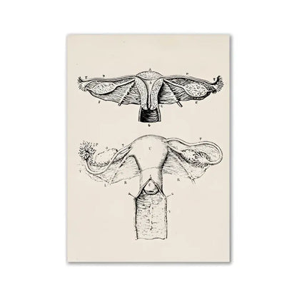 Decorbites™ vintage human anatomy canvas print featuring detailed black ink female reproductive system on cream background