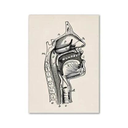 Decorbites™ vintage human anatomy canvas print featuring a detailed black ink cross-section of the human head and neck