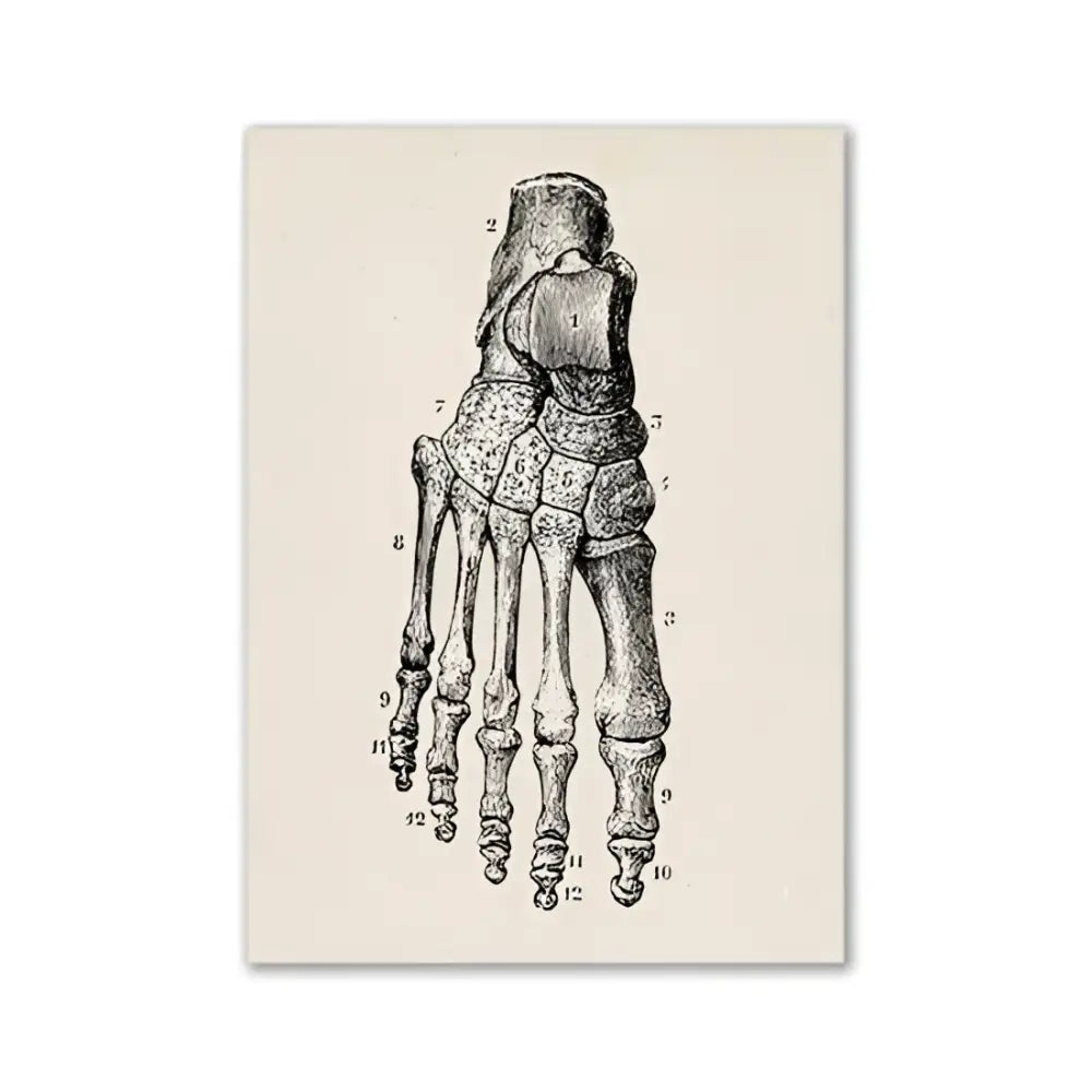 Anatomical illustration print of a vintage human anatomy foot skeleton on textured off-white canvas by decorbites