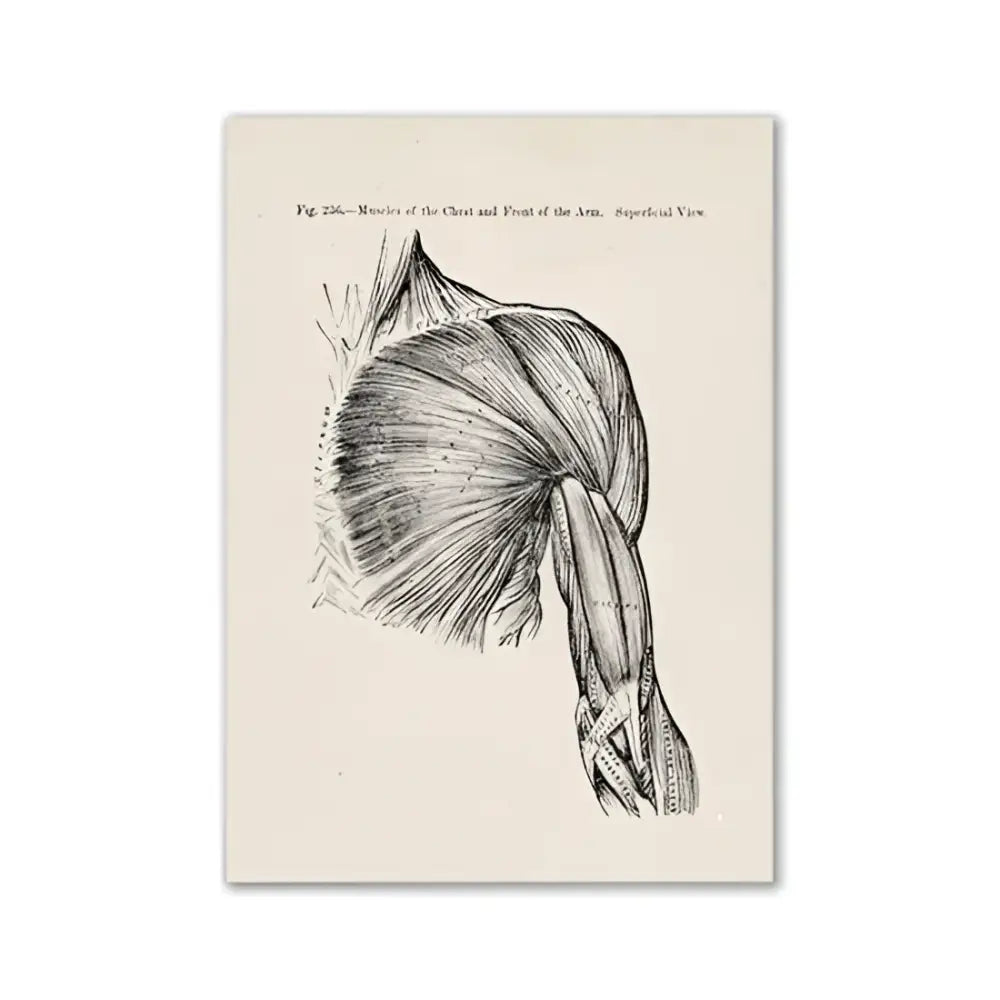 Decorbites™ vintage human anatomy canvas print featuring detailed black and white sketch of chest and arm muscles