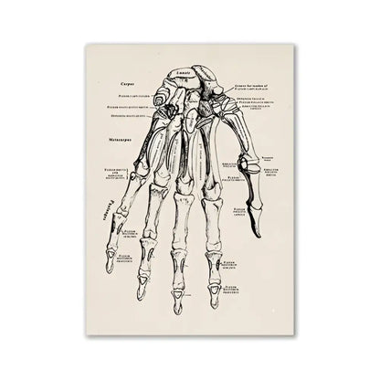 DecorBites™ vintage human anatomy canvas print featuring an anatomical hand skeleton diagram on off-white paper