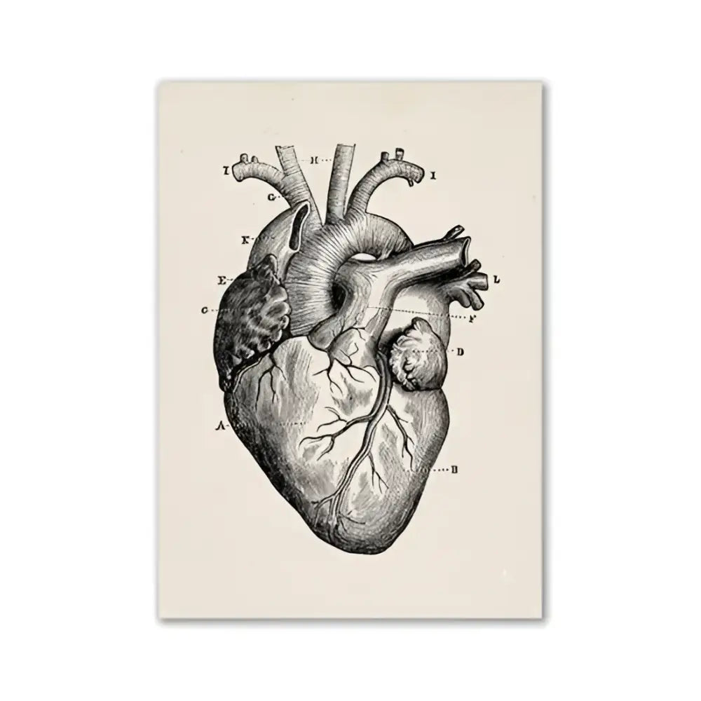 Decorbites™ vintage human anatomy canvas print featuring detailed labeled anatomical heart diagram on beige textured background