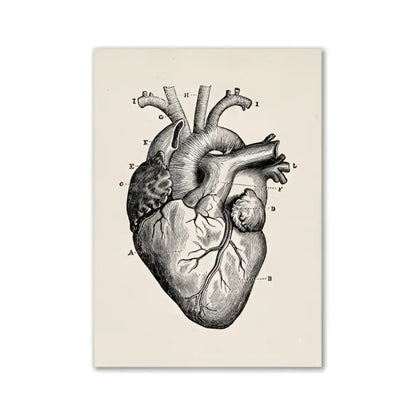 Decorbites™ vintage human anatomy canvas print featuring detailed labeled anatomical heart diagram on beige textured background