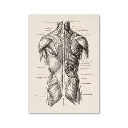 Decorbites™ vintage human anatomy canvas print featuring detailed back muscle diagram on aged off-white paper