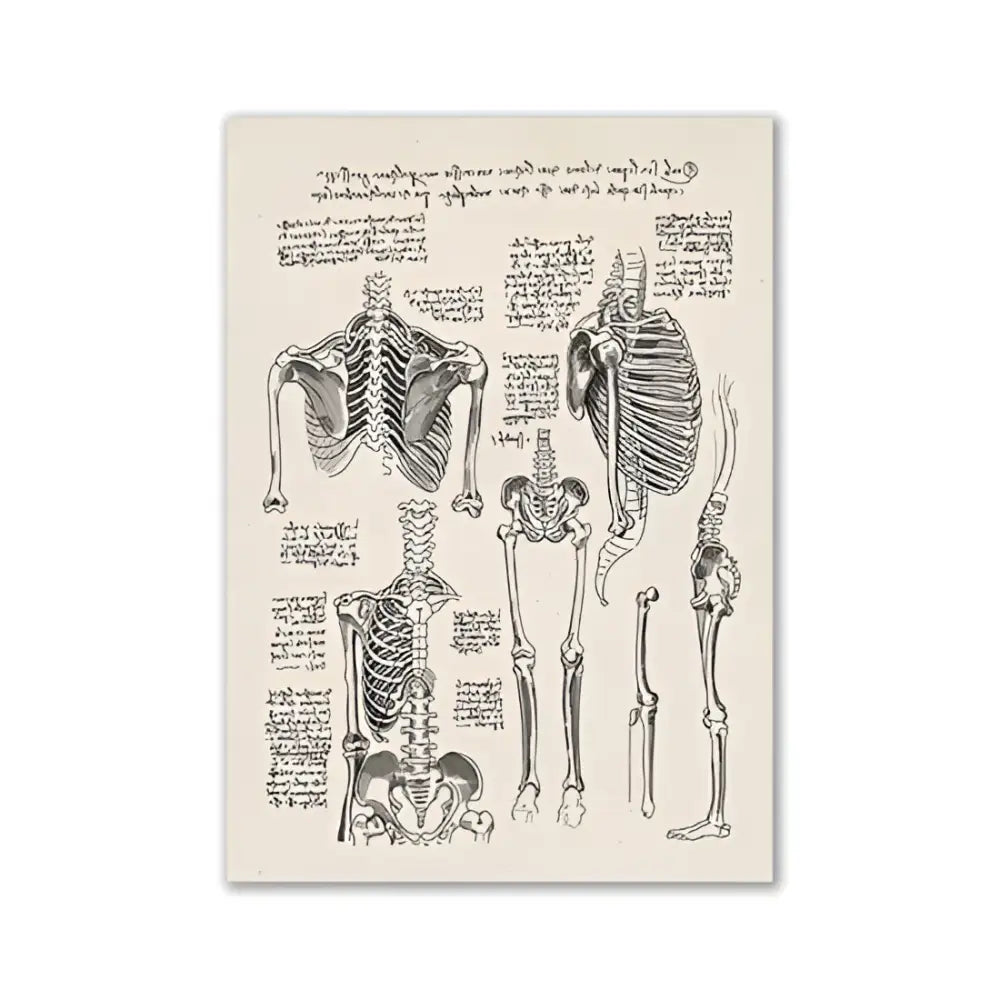 Decorbites™ vintage human anatomy canvas print featuring sepia toned detailed human skeletal illustrations on cream background
