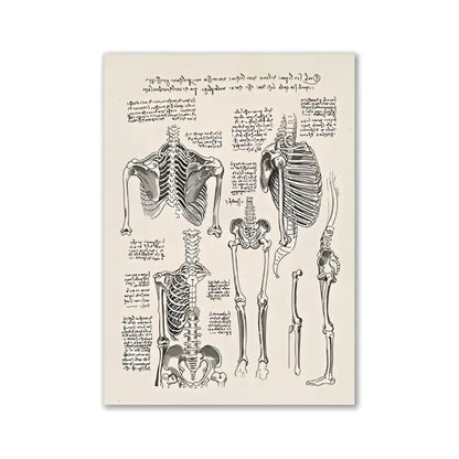 Decorbites™ vintage human anatomy canvas print featuring sepia toned detailed human skeletal illustrations on cream background