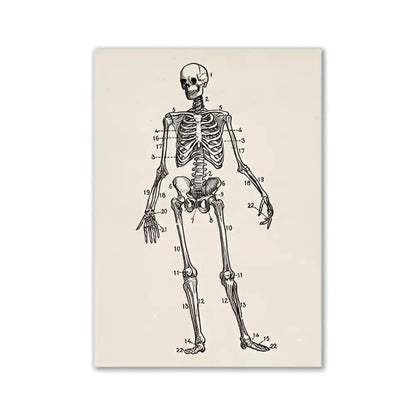 Decorbites™ vintage human anatomy canvas print featuring an anatomical human skeleton diagram on off-white paper