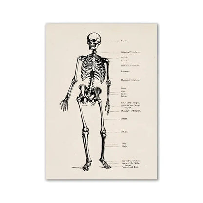 DecorBites™ vintage human anatomy canvas print features a black ink anatomical skeleton on aged off-white paper